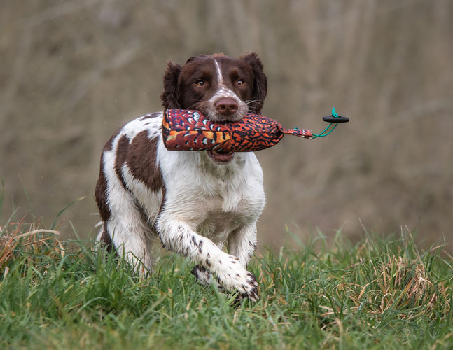 Flight Cock Pheasant Dummy Range