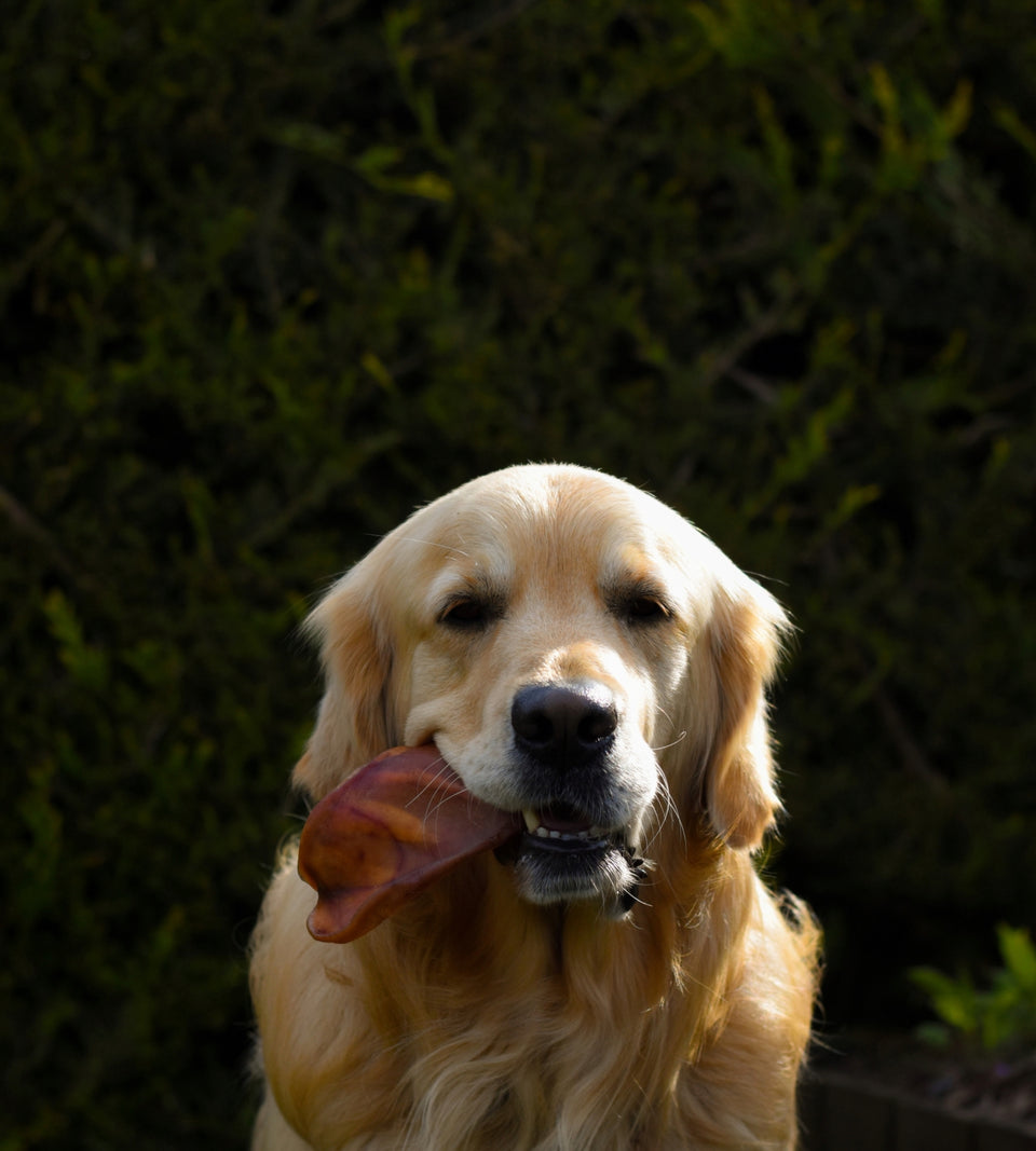 ANCO Natural Pigs Ear - WOODLAND STORM