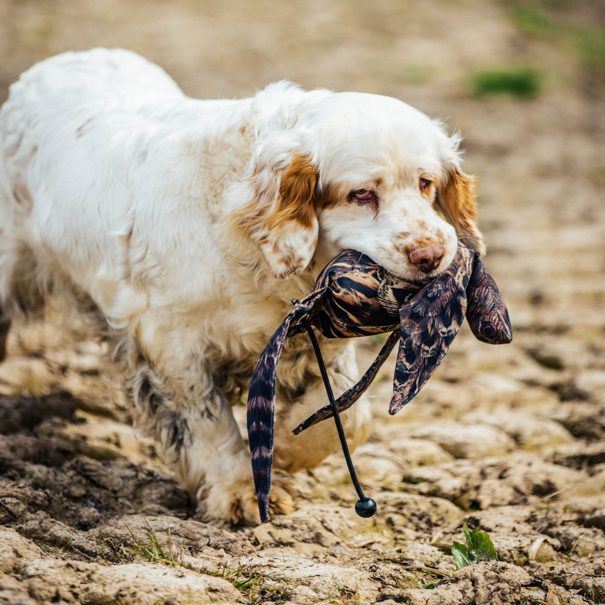 The Original Clone®️ Dead Bird Dummy – Hen Pheasant