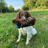 Cock Pheasant Pelt Dummy